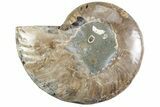 Cut & Polished Ammonite Fossil (Half) - Madagascar #364896-1